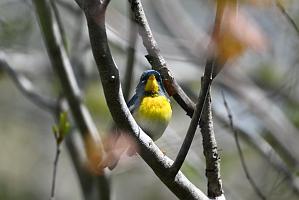 Warbler, Northern Parula, 2025-05077536 Parker River NWR, MA